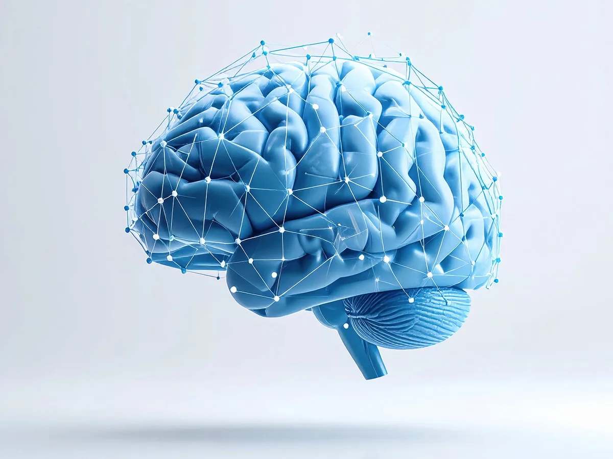 Modélisation du cerveau